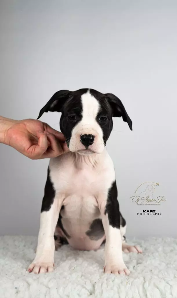 of Ayron Star - Chiot disponible  - American Staffordshire Terrier