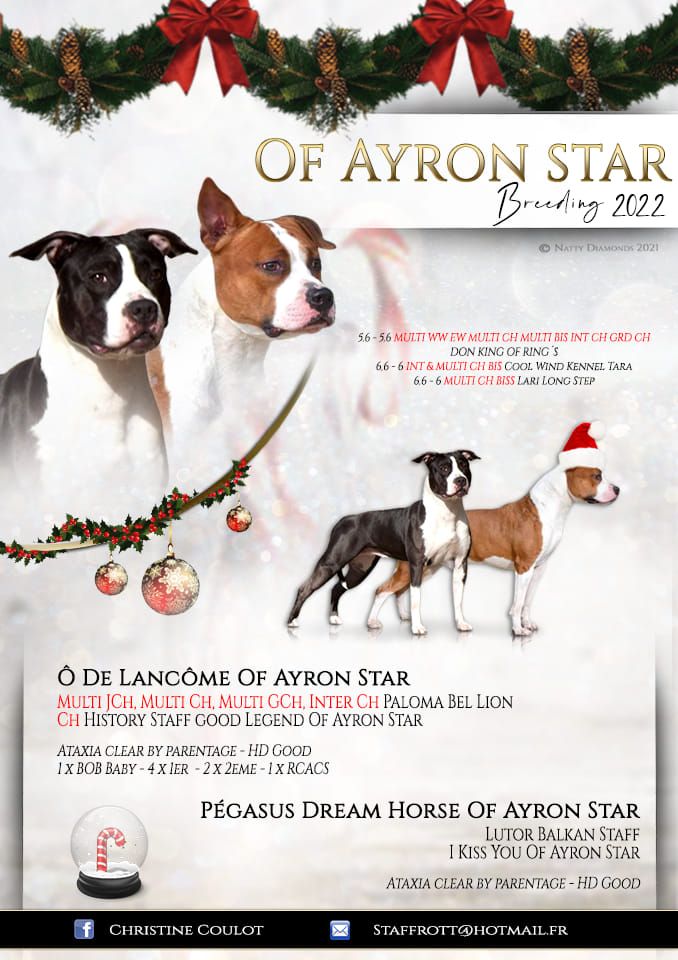 chiot American Staffordshire Terrier of Ayron Star