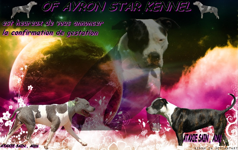 of Ayron Star - American Staffordshire Terrier - Portée née le 20/09/2012