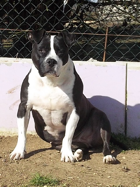 Us starlet dit saya (Sans Affixe)