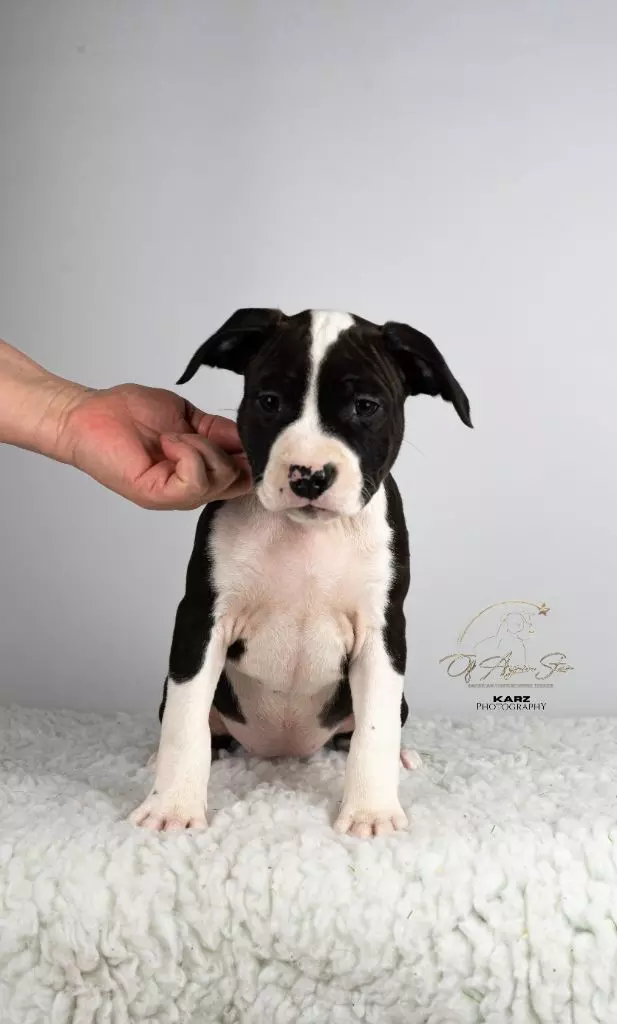 of Ayron Star - Chiots disponibles - American Staffordshire Terrier